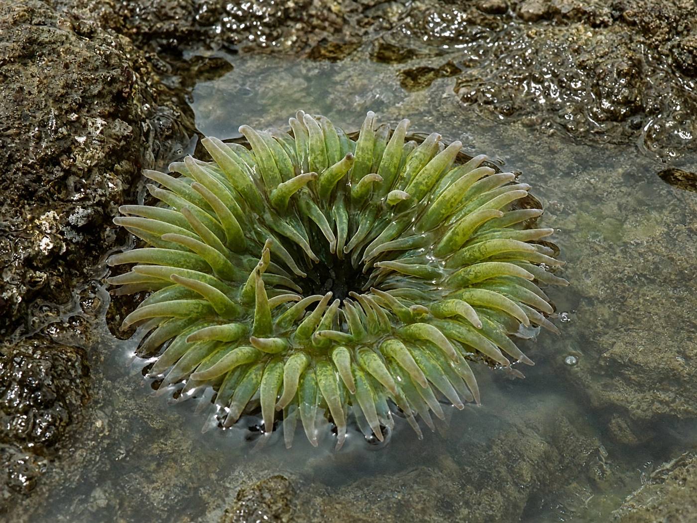 Giant green anemone in a California tide pool