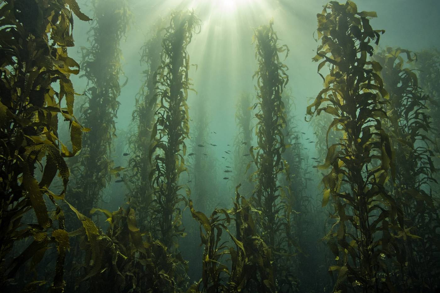 Underwater shafts of light through a California giant kelp forest